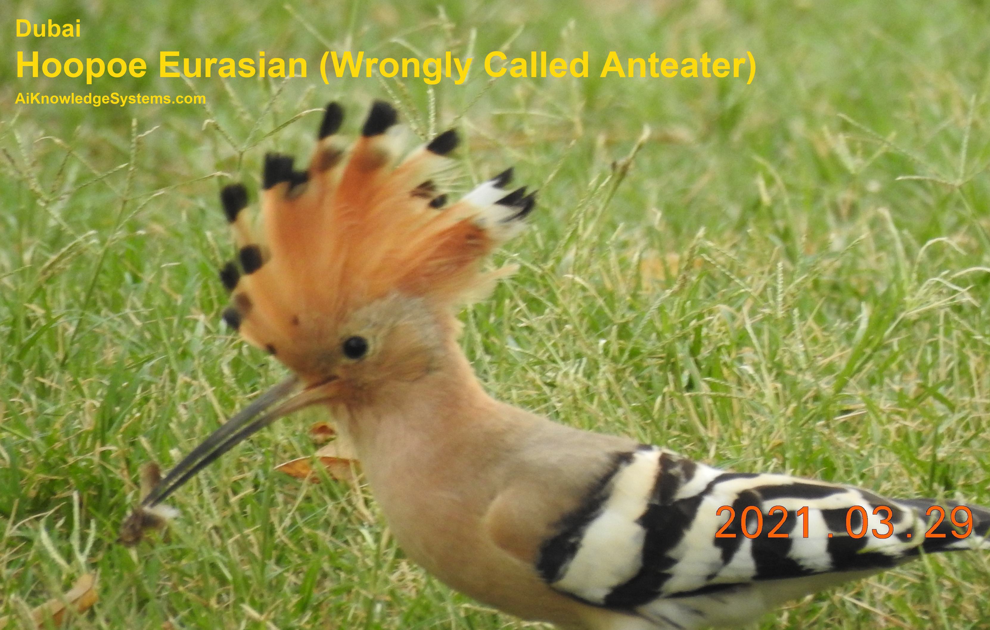 Hoopoe Eurasian (1) Coming Soon